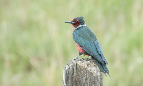 Woodpecker Hole Patching in Sioux Falls