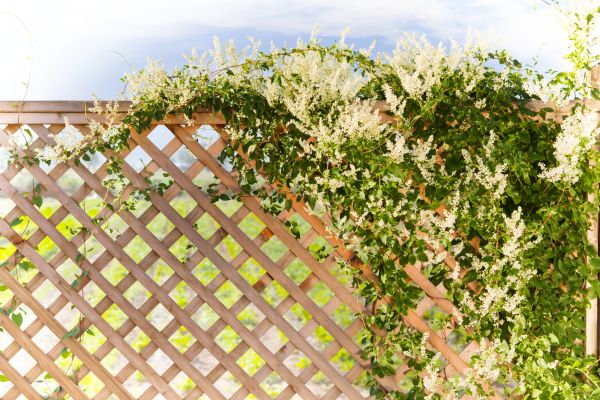 Lattice Repair in Sioux Falls