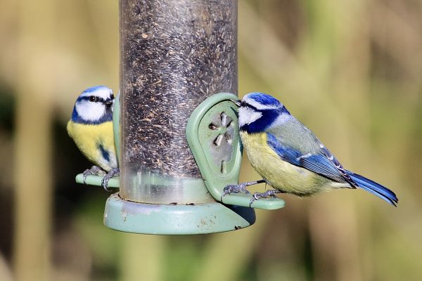 Bird Feeder Mounting Service in Sioux Falls