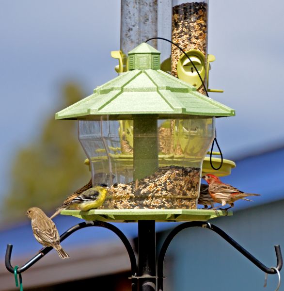 Bird Feeder Installation in Sioux Falls